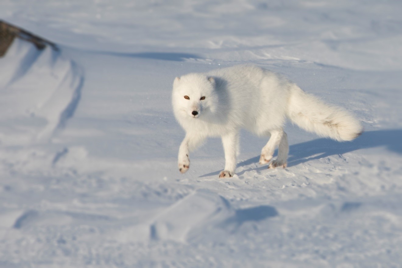 an arctic fox trots toward the camera