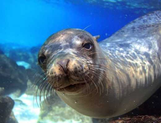 a friendly sea lion explores the photographer in the galapagos islands