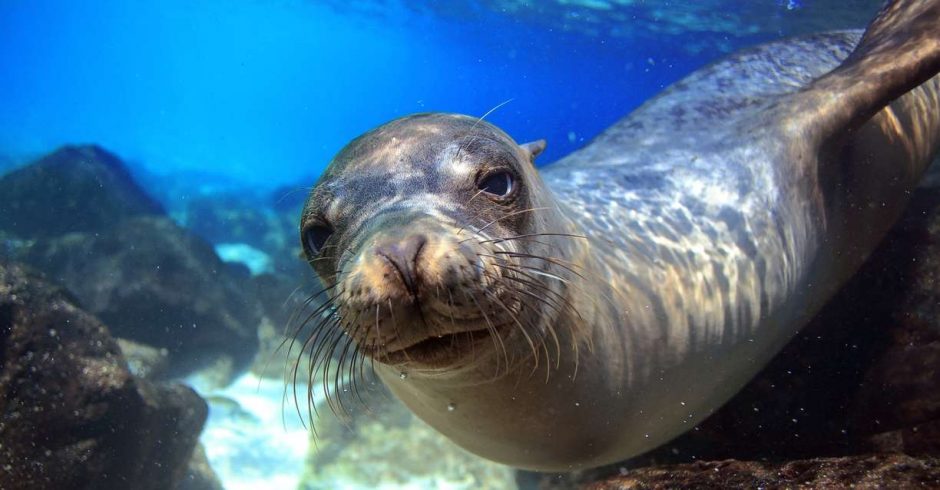 a friendly sea lion explores the photographer in the galapagos islands