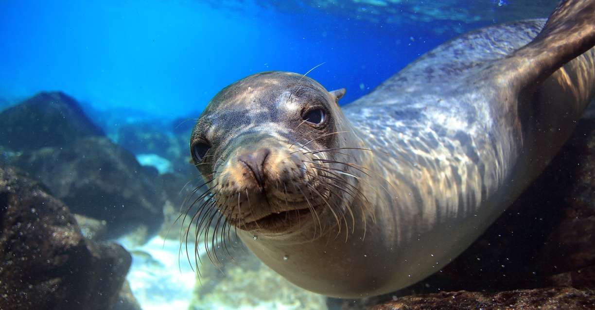 Underwater Photography in the Galapagos Islands