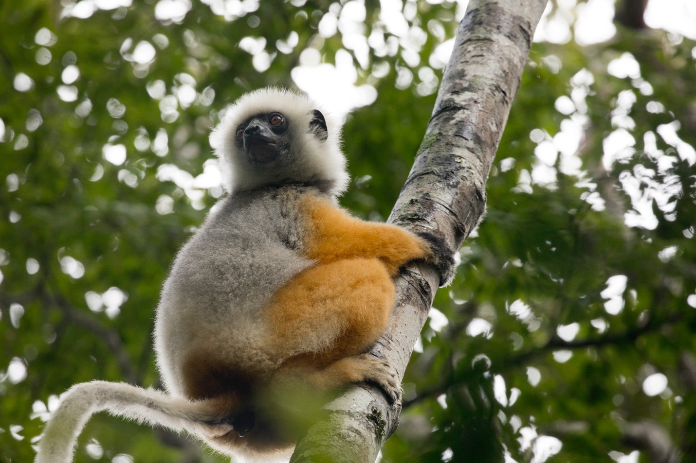 lemur in treetop somewhat back lit