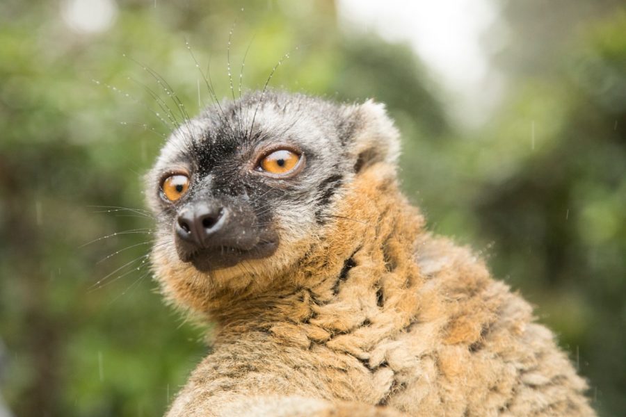 a close-up shot of a brown lemur in madagascar