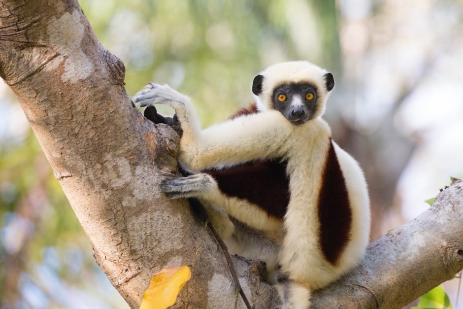 a coquerel's sifaka poses perfectly in a tree in anjajavy