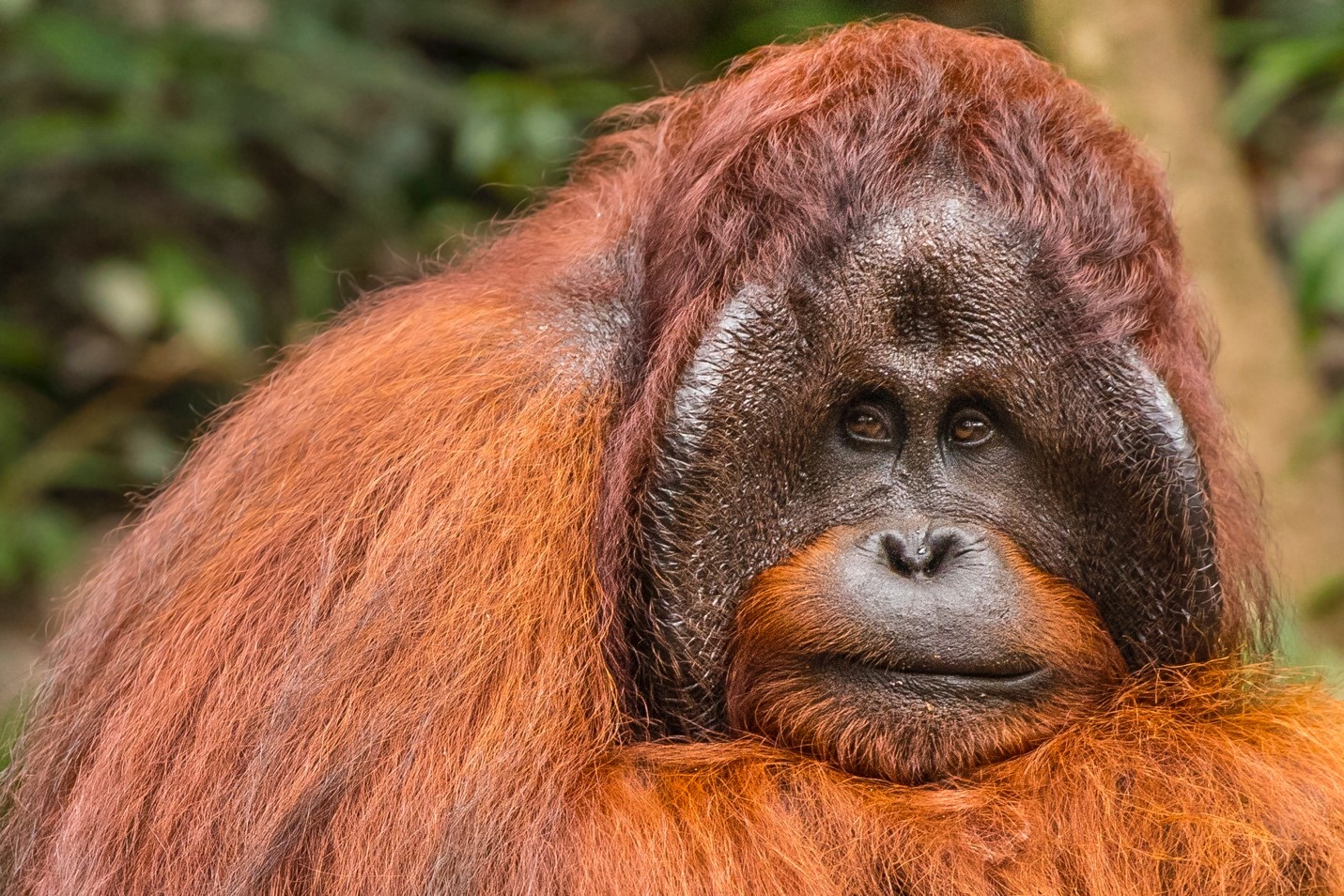 a large male orangutan sits at close range to the photographer