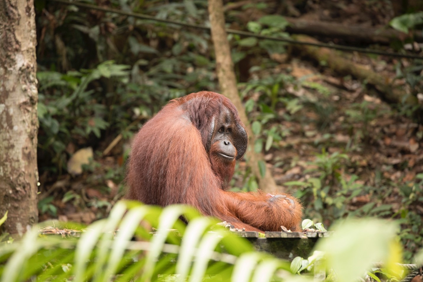 a large male orangutan sits on a platform at a conservation site