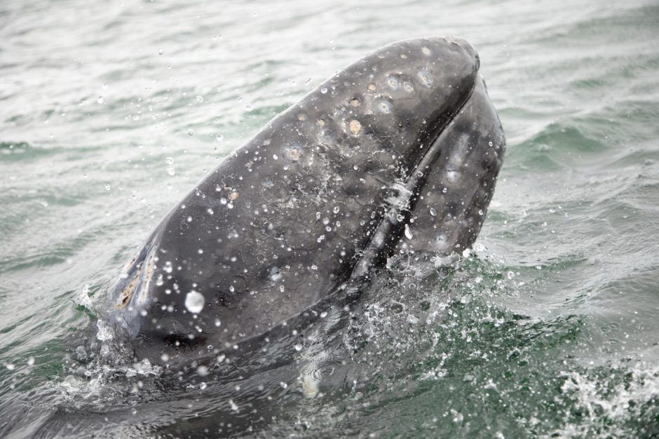 a young gray whale comes for a look at the surface in baja