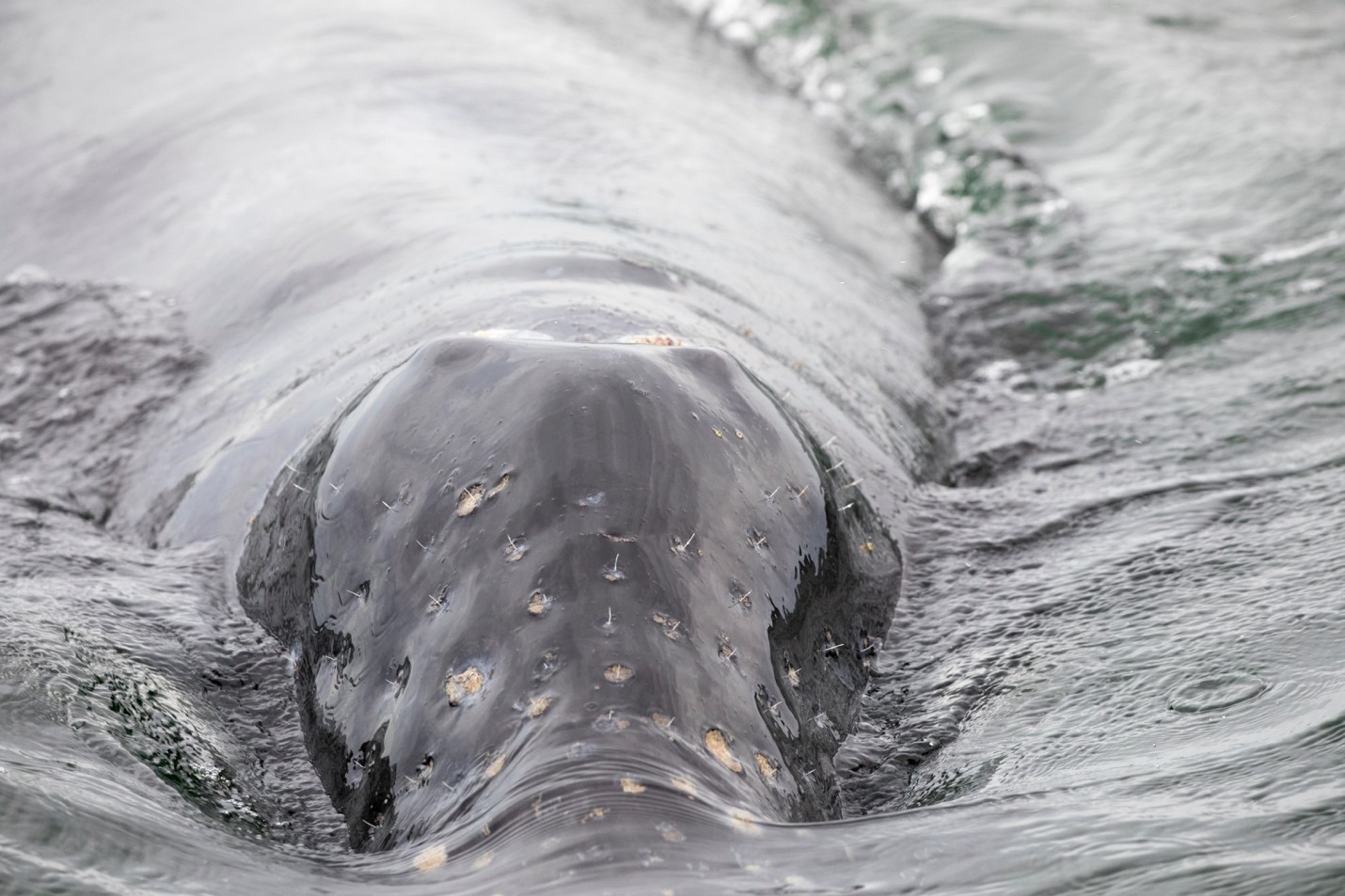 a gray whale comes to the surface to breath in baja