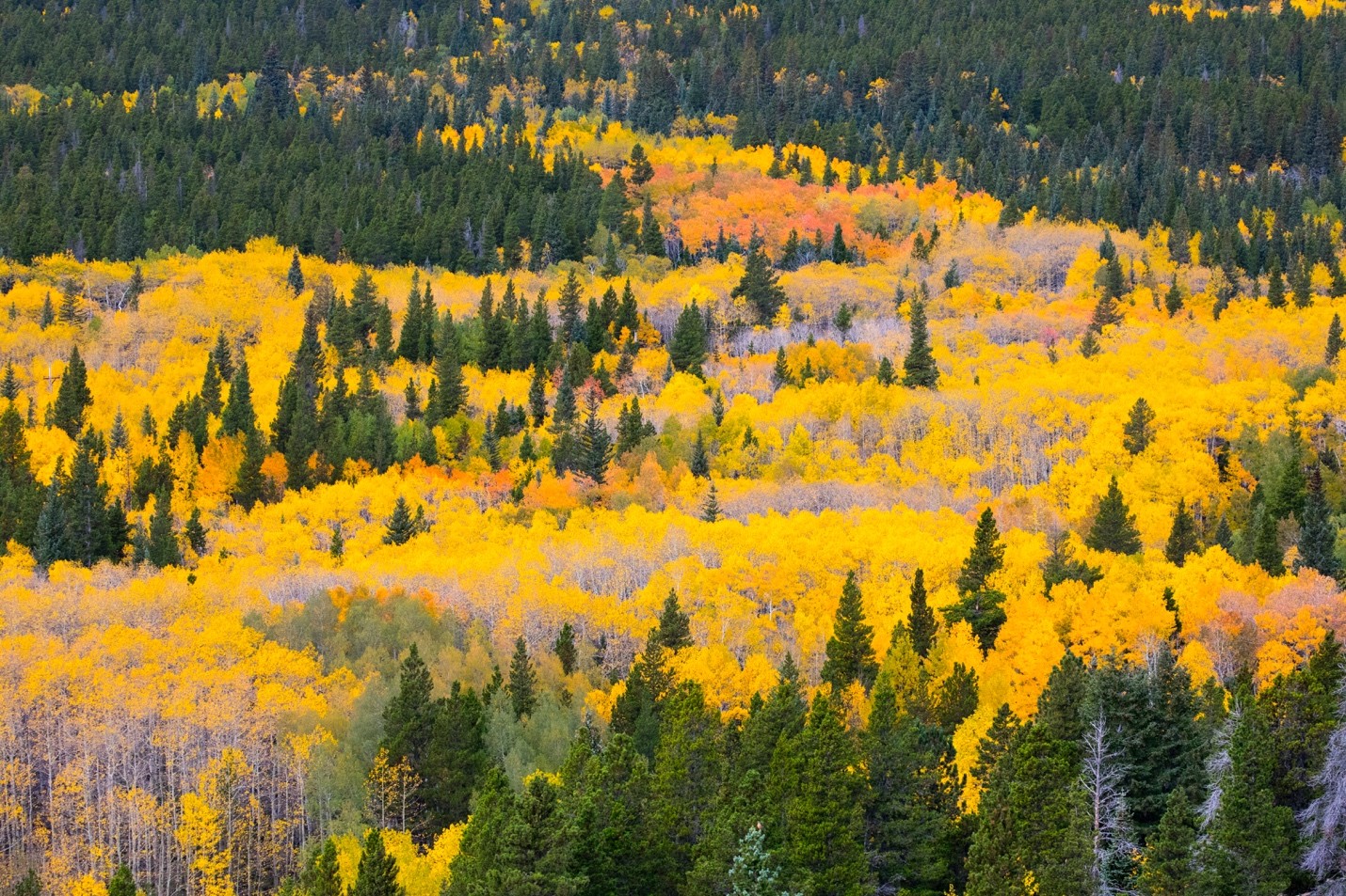 a large patch of aspen trees with brilliant colors