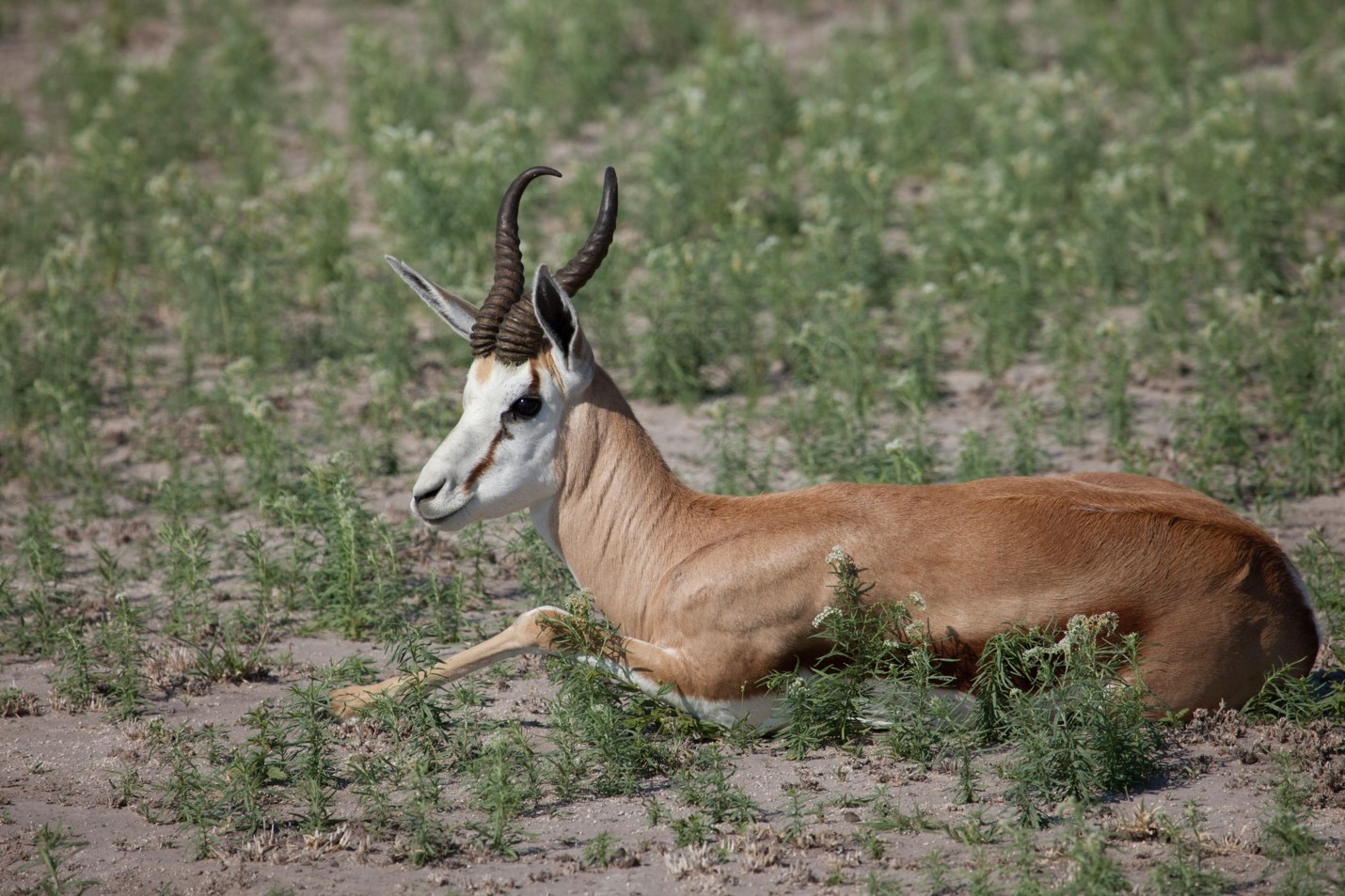 a lone springbok rests in the grasses