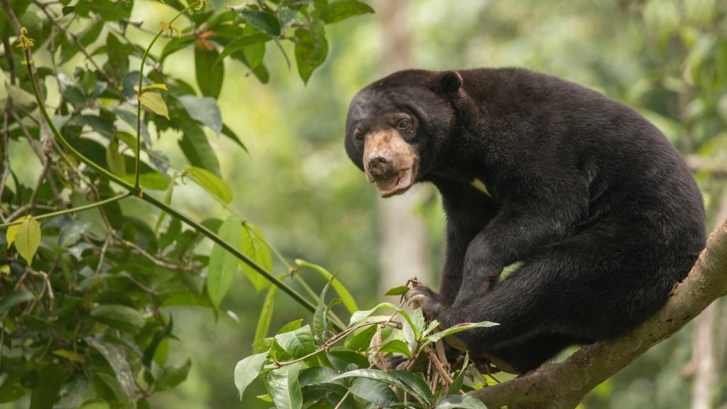 How to Get this Shot - Bornean Sun Bear