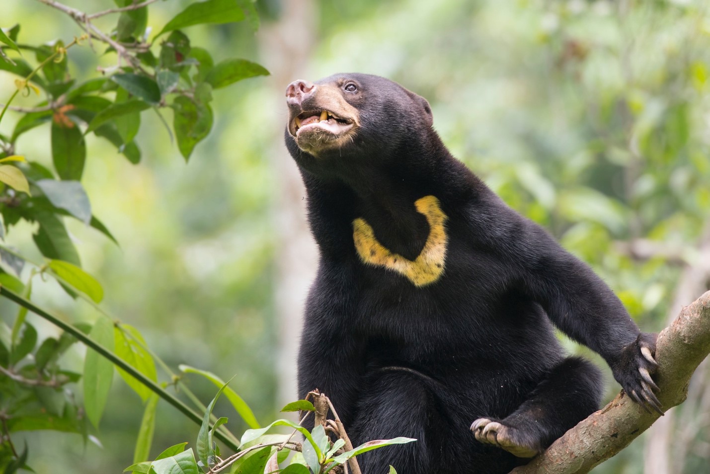 a cute bornean sun bear poses perfectly to see the iconic sun mark on its chest