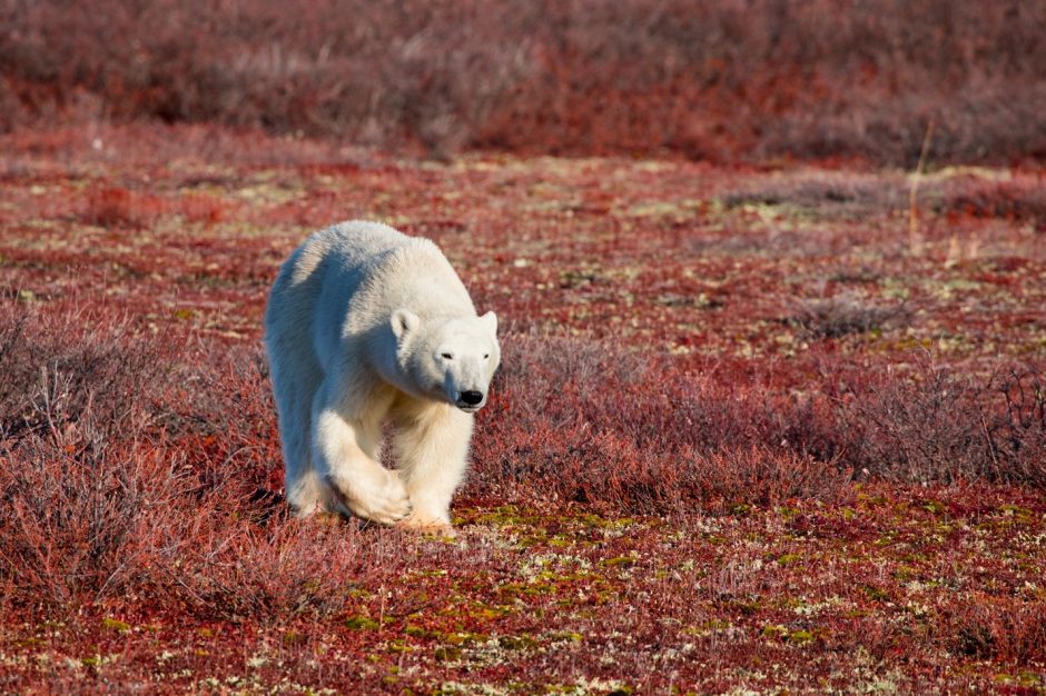 a young polar bear walks across the red tundra