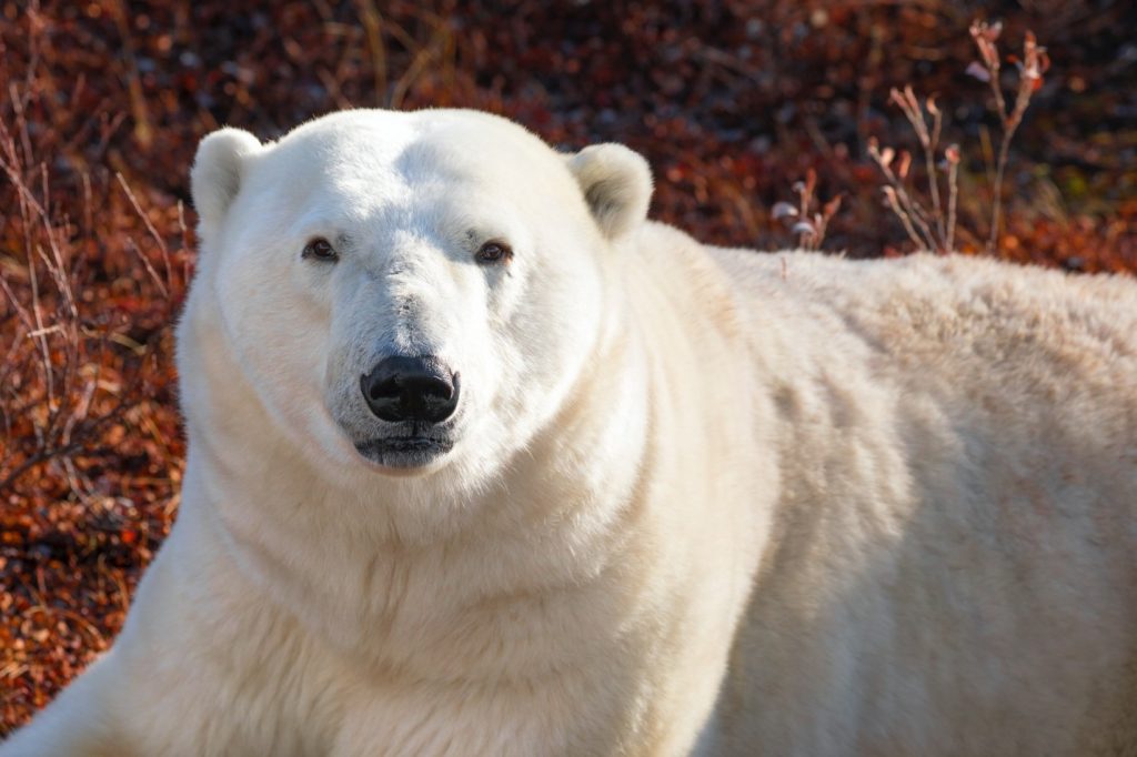 5 Techniques and Tips for Photographing Polar Bears