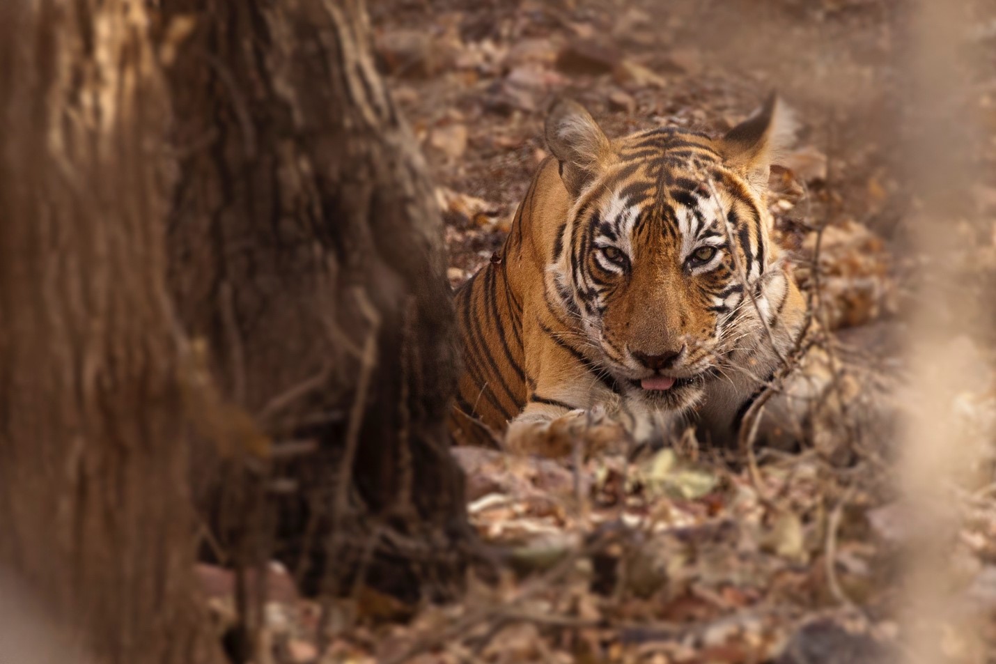 a lone tiger rests peacefully in the leaf litter in india