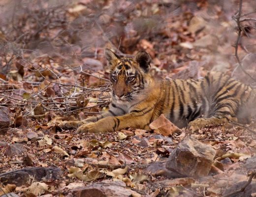 a young tiger cub rests in the brush of india's ranthambore national park