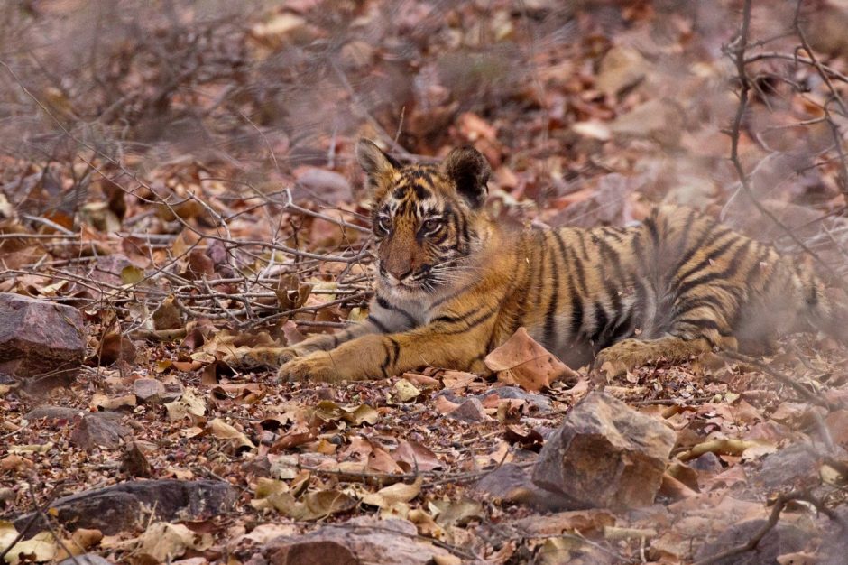 a young tiger cub rests in the brush of india's ranthambore national park
