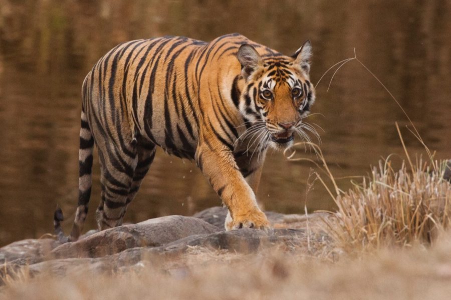 a large tiger walks slowly out of a pond