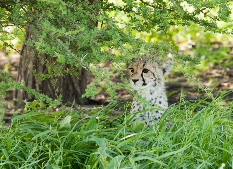 a small cheetah cub peers through the vegetation of the kalahari