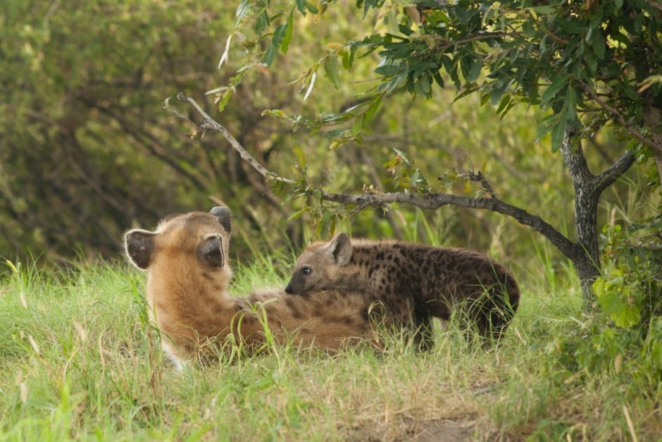 Photo Tips For Green Season Africa Wildlife Safaris