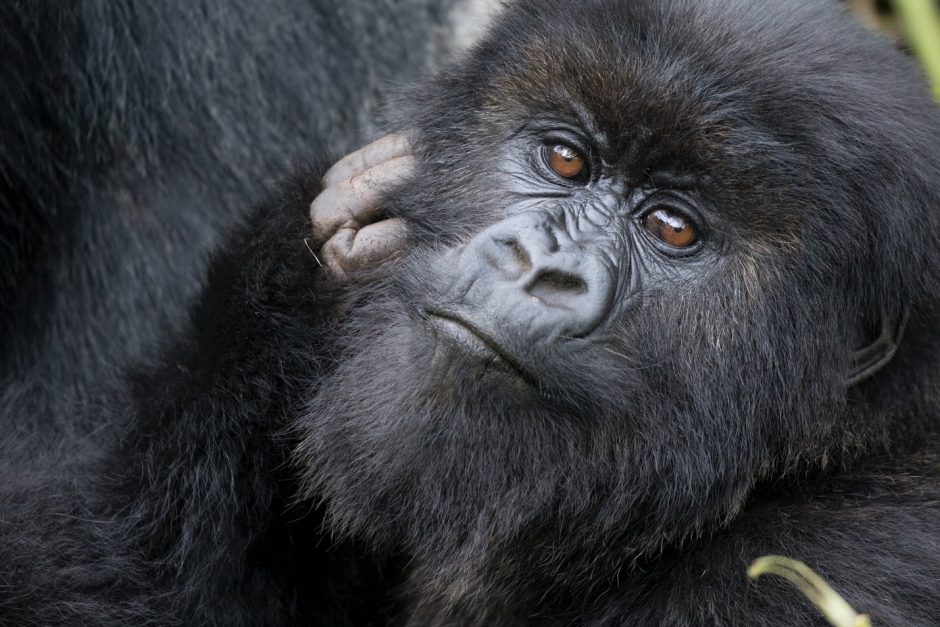 a close up photo of a gorilla in rwanda