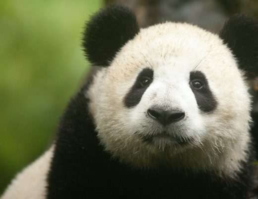 a panda's face fills the frame