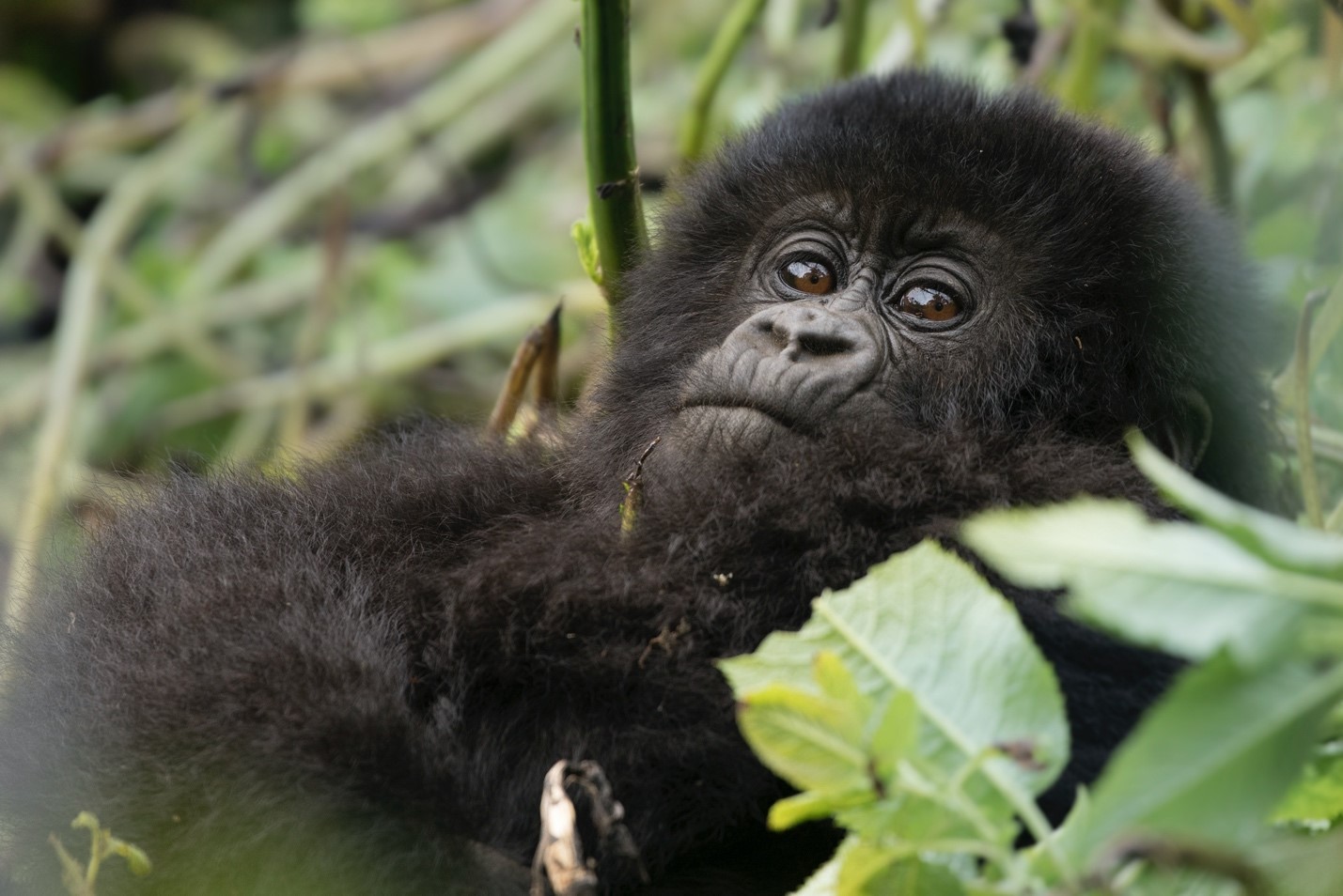 a young gorilla rests in the foliage of the jungle