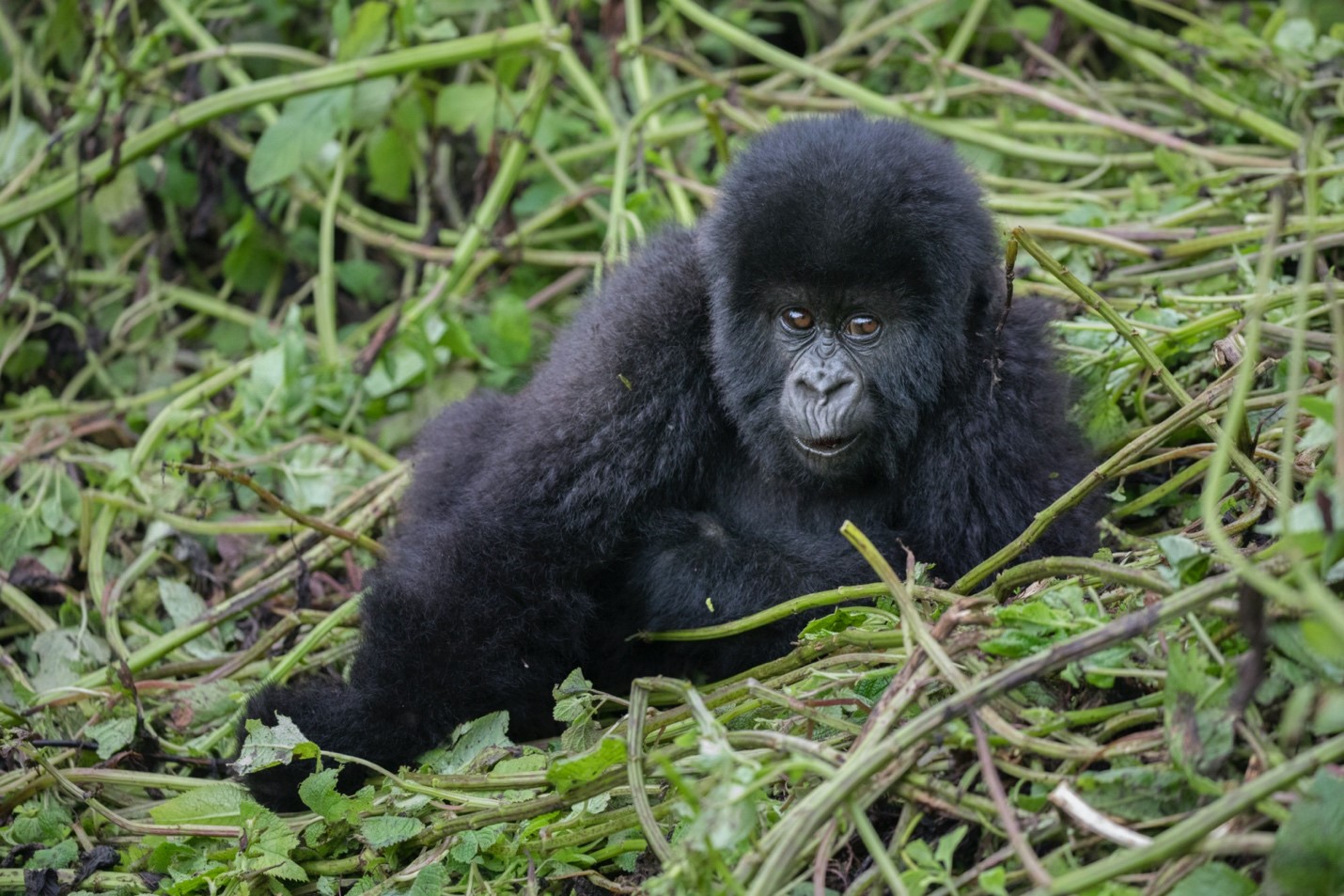 a baby gorilla poses for a photograph with a tangle of vines around it