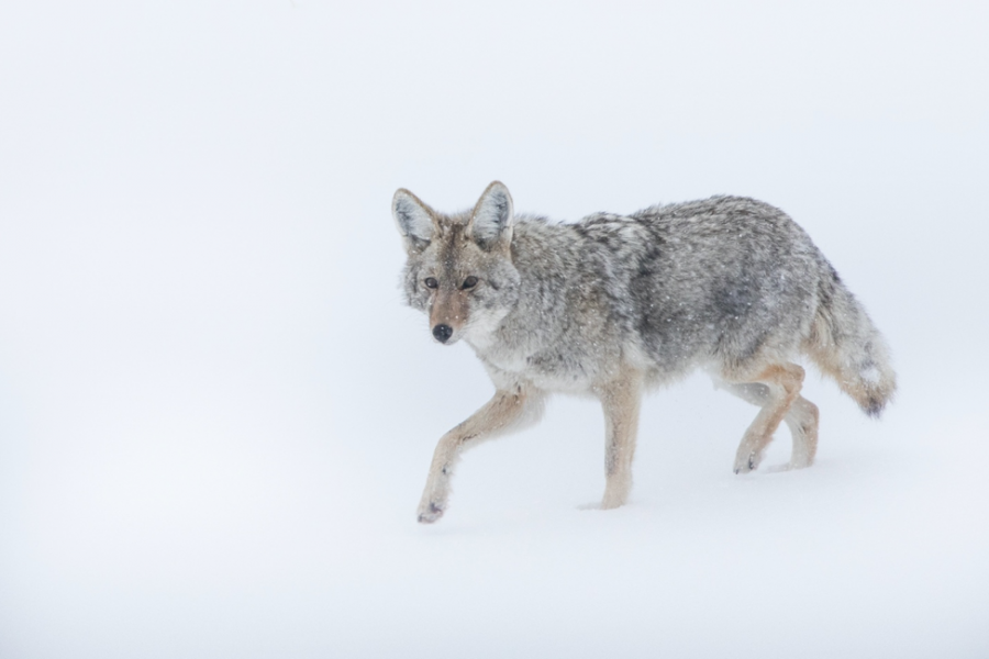 a lone coyote runs across the snow in yellowstone national park