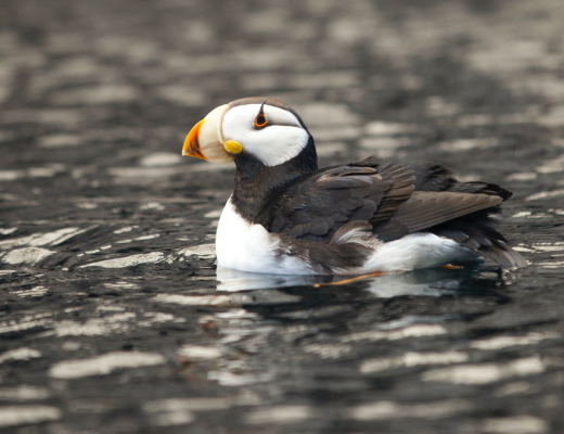 a puffin paddles in the alaskan water