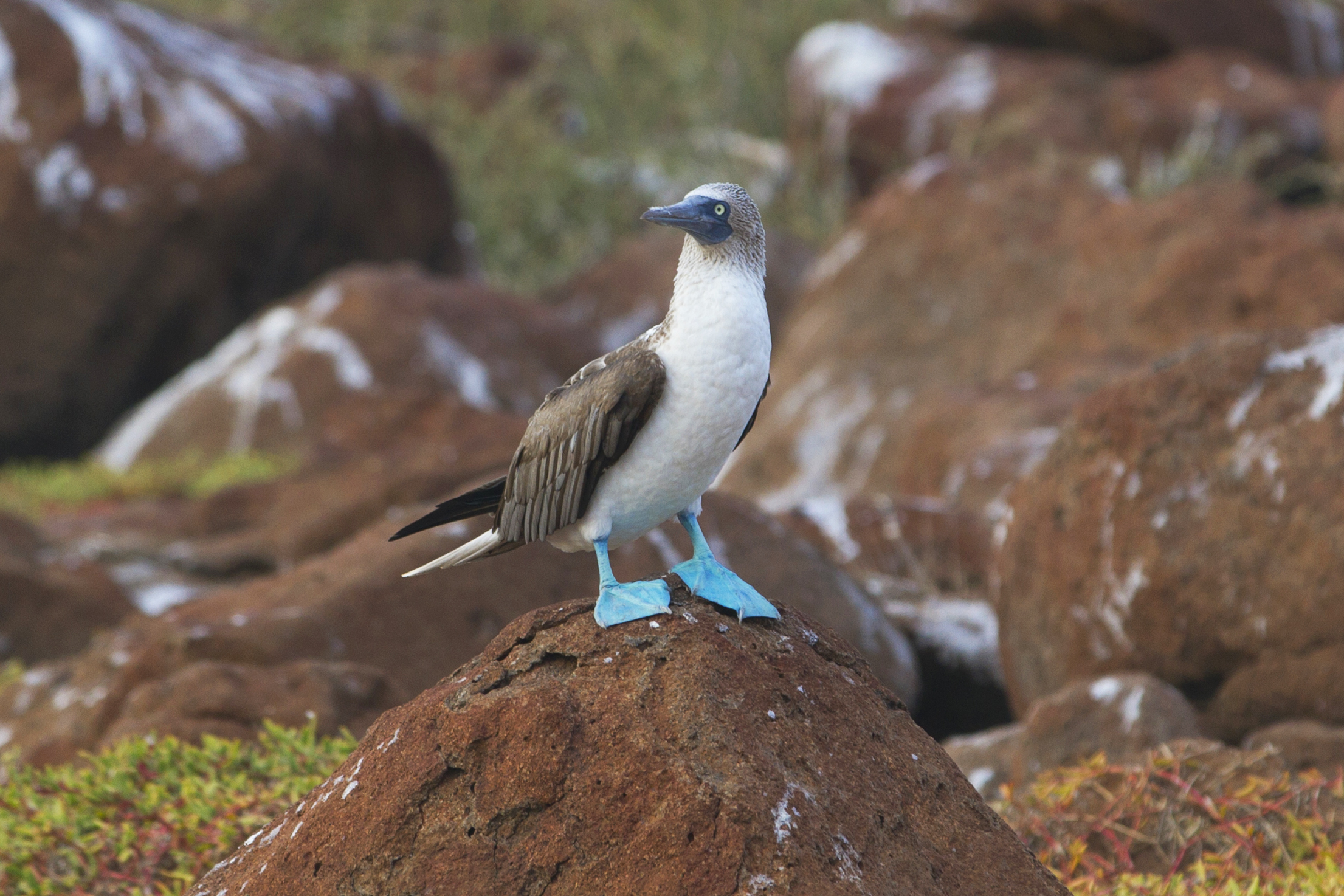 a male blue footed booby proudly poses in the Galapagos