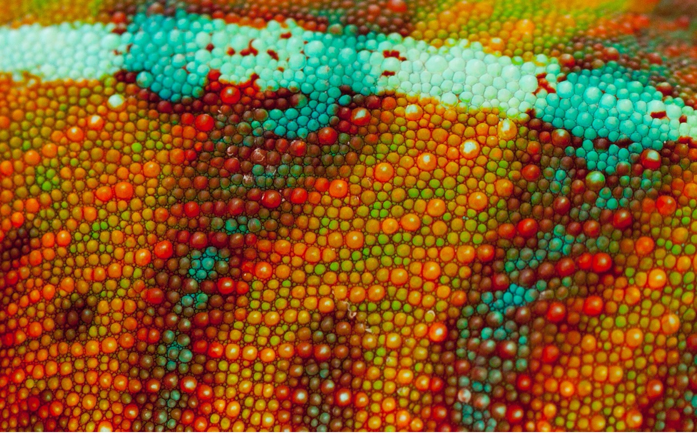 a highly textured and colorful photo of chameleon skin