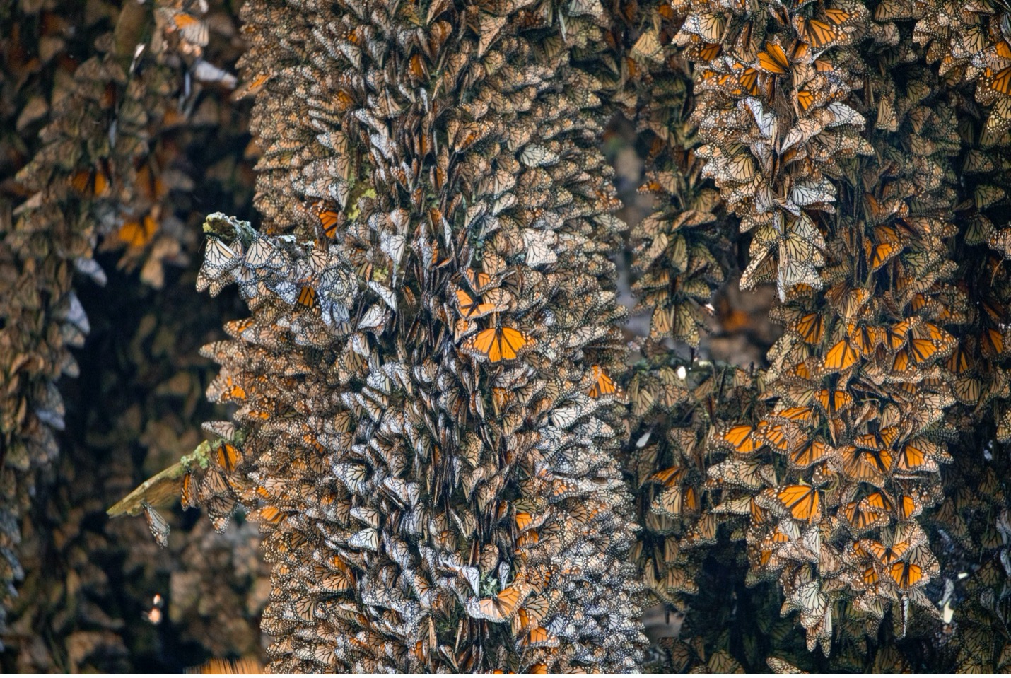 monarch butterflies fill the frame of the photo from edge to edge