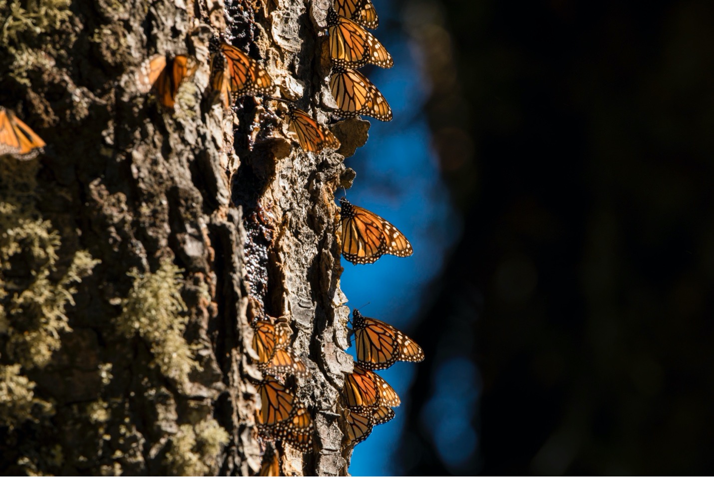 monarch butterflies perch on the side of a tree