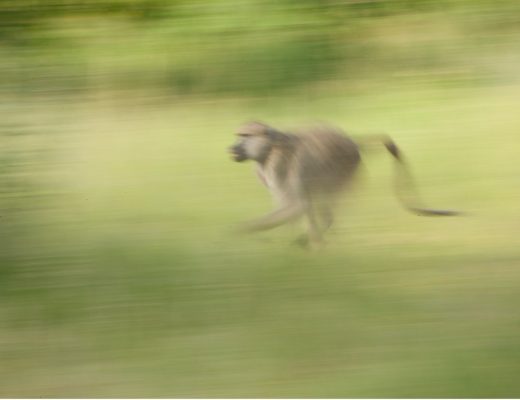 a baboon in africa runs through a field