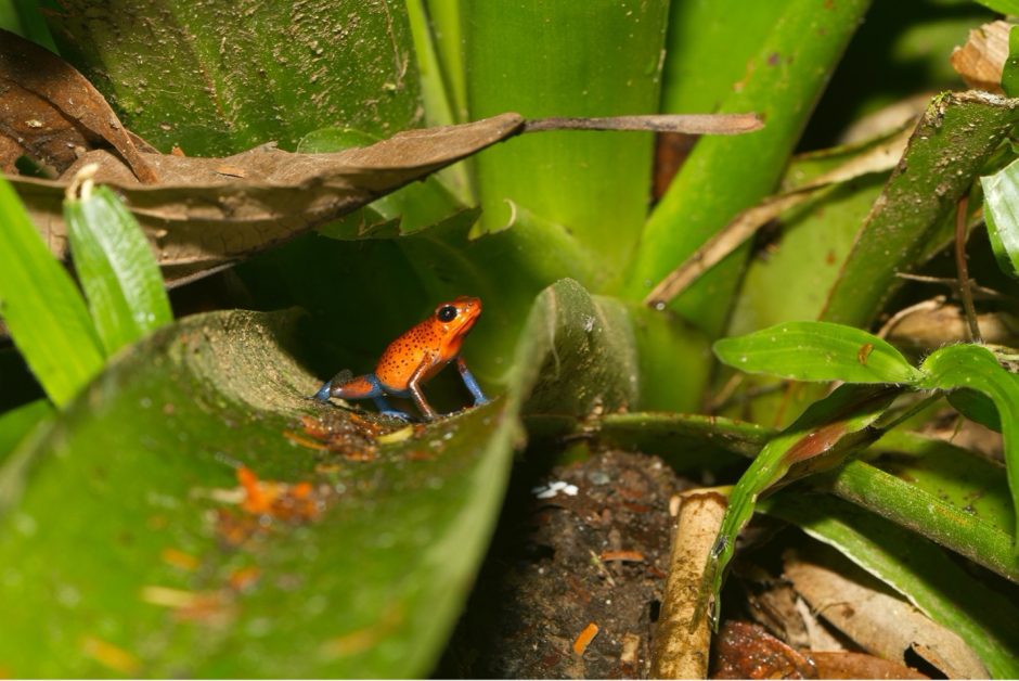 a small red and blue poison arrow frog poses on a bromeliad in costa rica