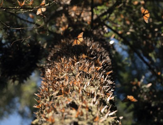 a view up into the tree trunk that is covered with monarch butterflies