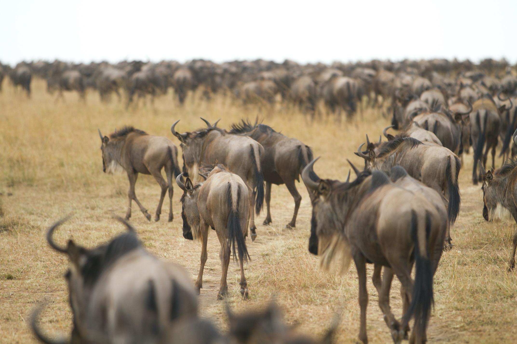 wildebeest walk away from the camera as herds pack the horizon