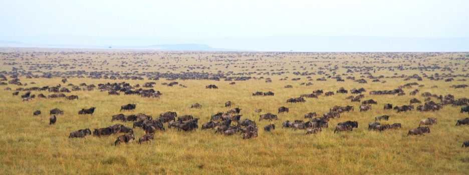 herds of wildebeest dot the landscape