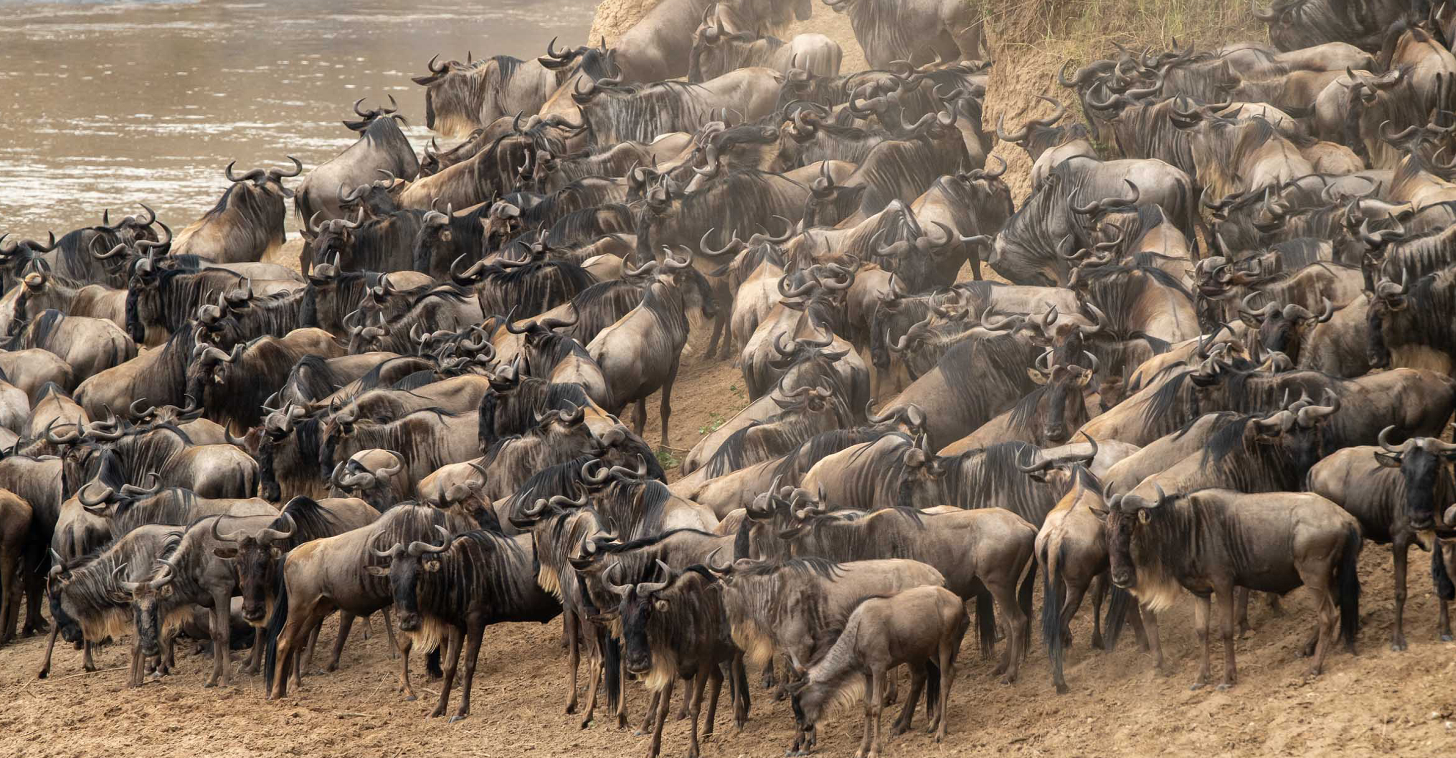 a herd of wildebeest gather up before crossing a river