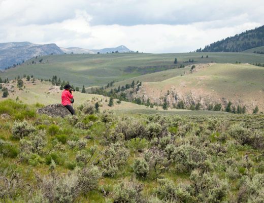 a solo traveler in a red jacket peers into the expanse of the lamar valley in yellowstone national park