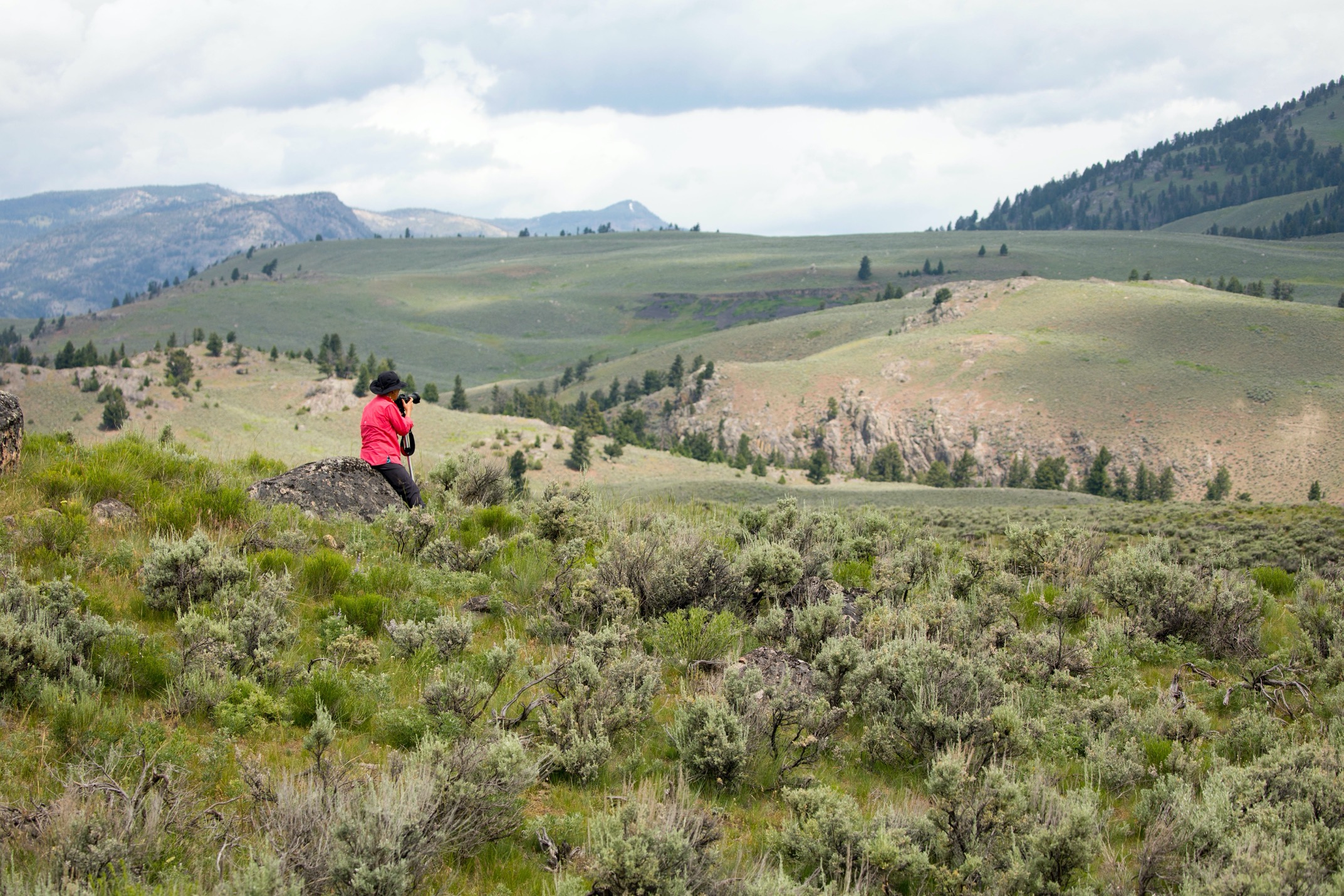 a solo traveler in a red jacket peers into the expanse of the lamar valley in yellowstone national park