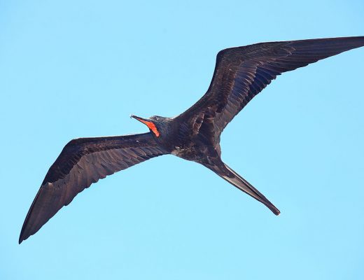 a beautiful frigate bird soaring