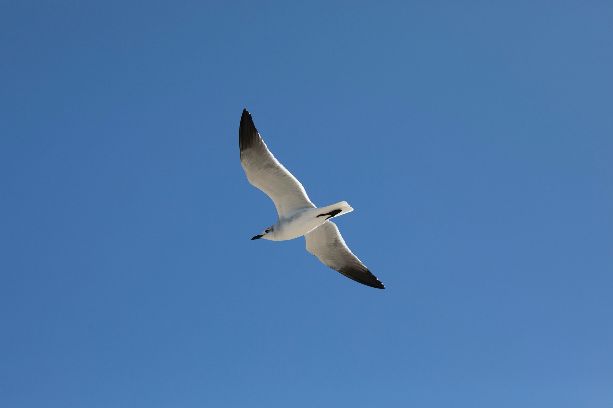 a seagull soars overhead