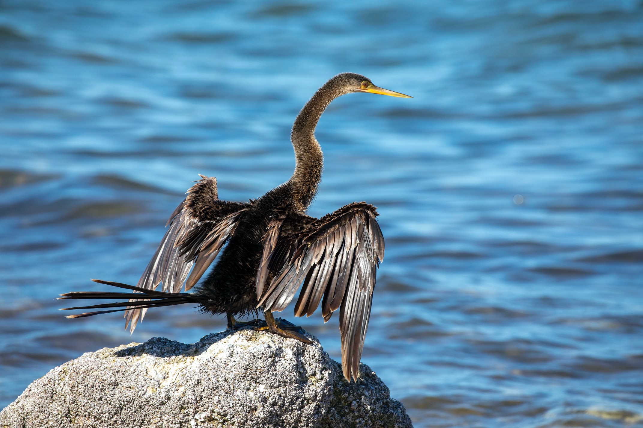 a cormorant perches looking at the water