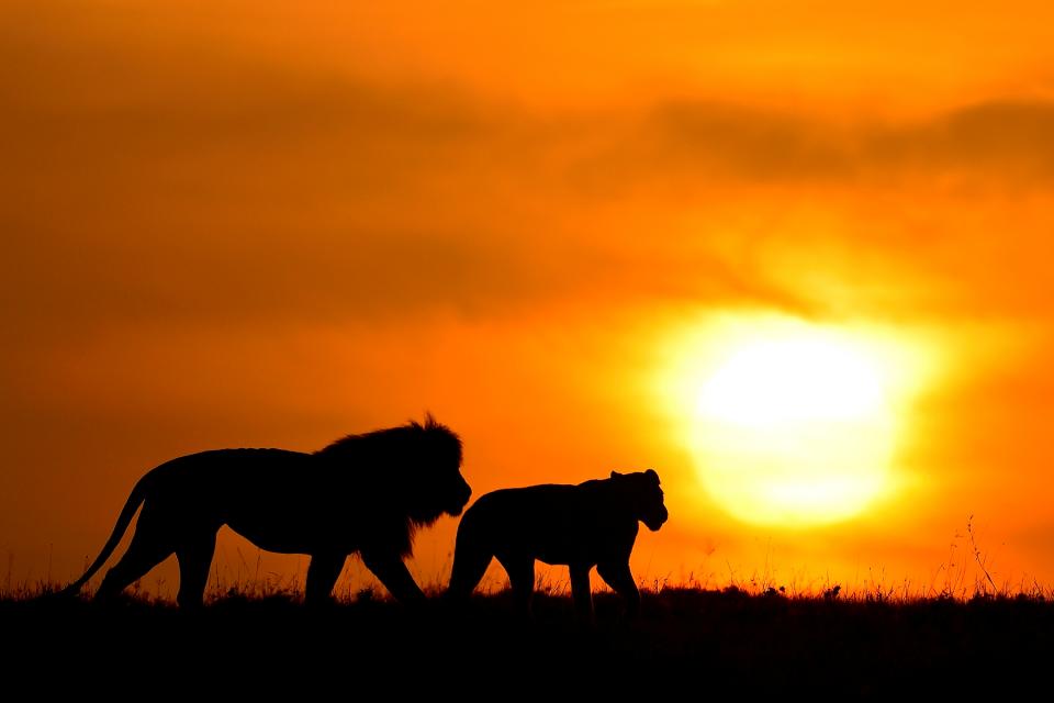 two lions walk at sunset