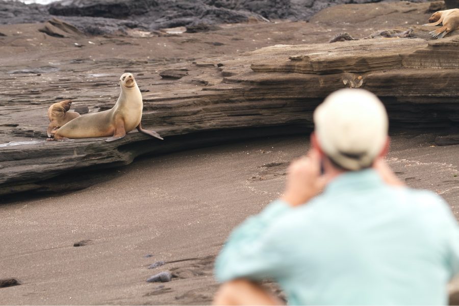 a galapagos sea lion poses for a photographer