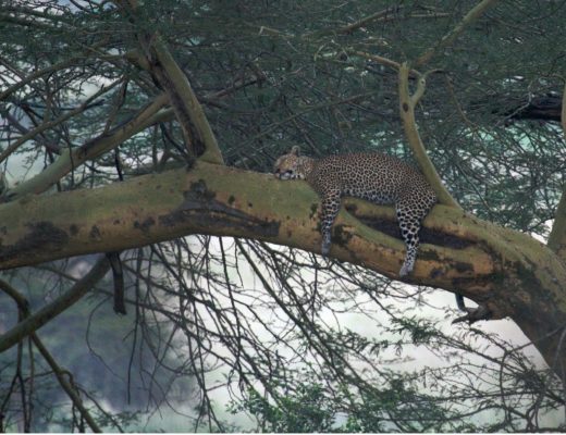 a lone leopard lounges in a tree in kenya