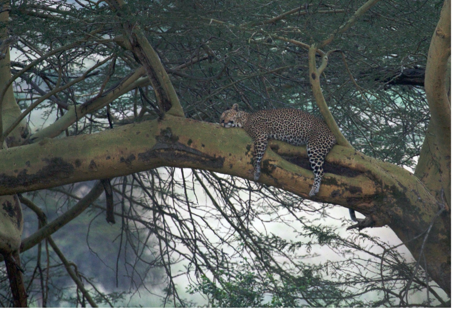 a lone leopard lounges in a tree in kenya