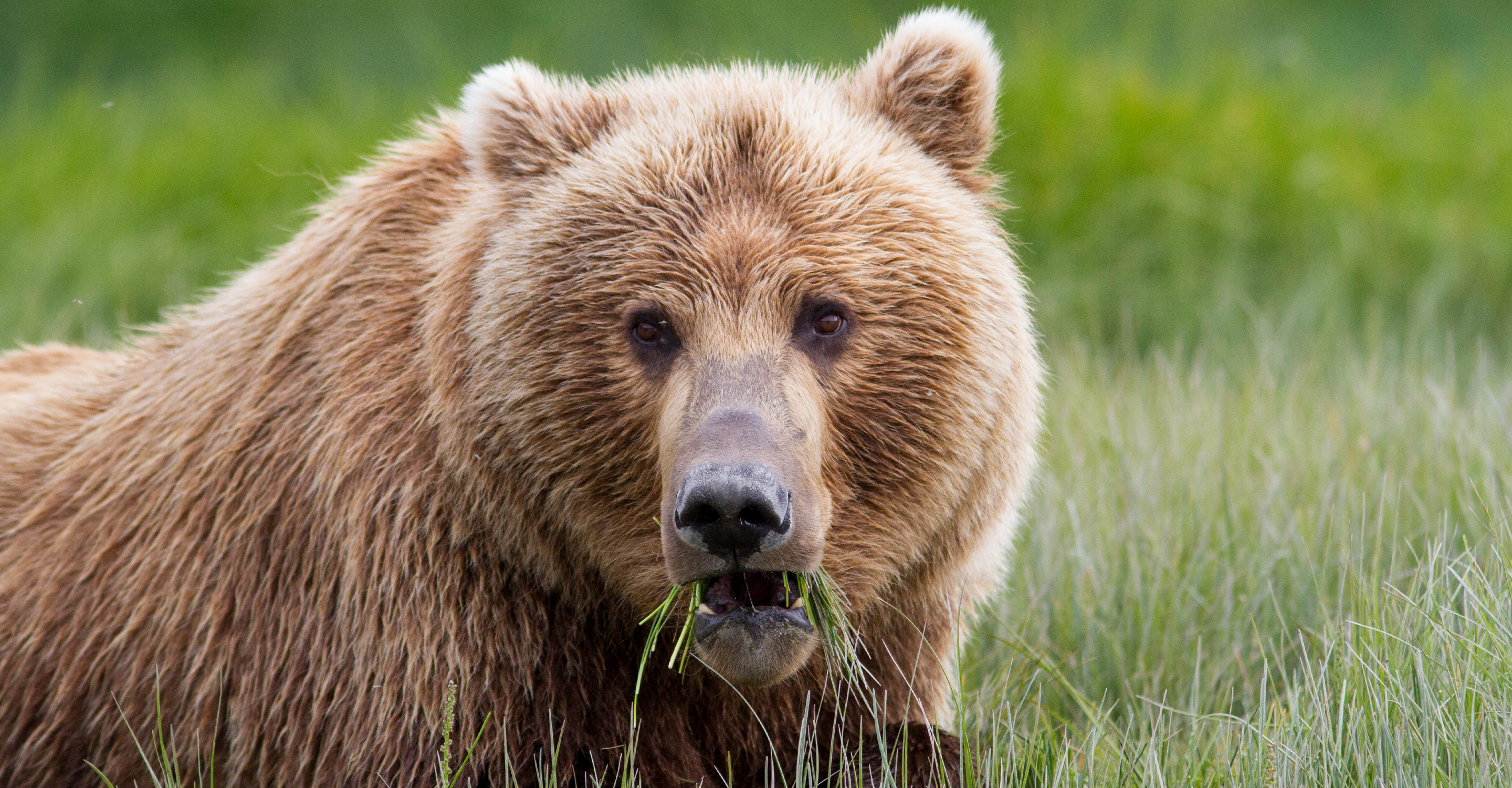 a large bear face fills the frame as it chews grass