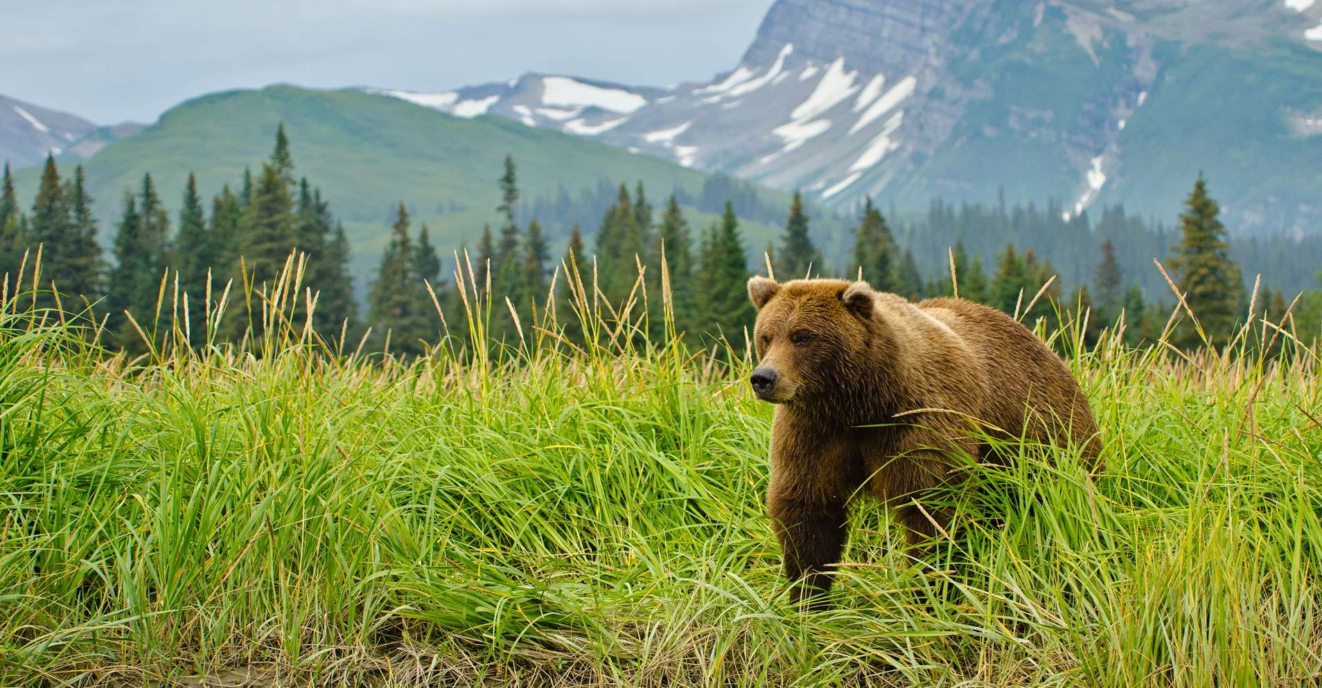 a large brown bear walks out of a grassy meadow with a mountain in the background